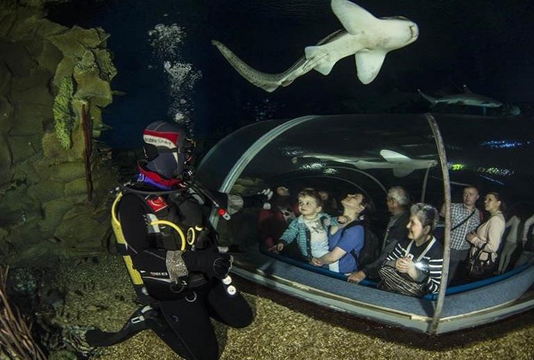 Подводная экскурсия в тур дайвинг клубе