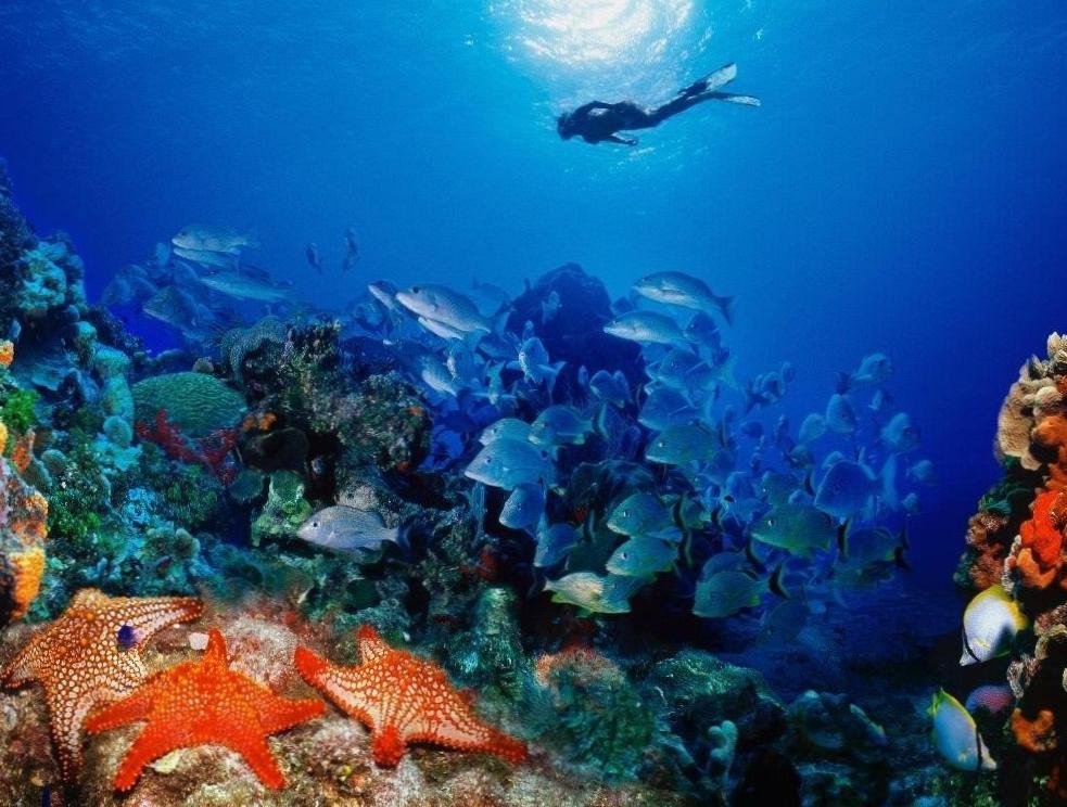 Подводные сокровища Кубы: дайвинговые приключения